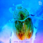 The Fair Attempts – Carnal Insect Remixes