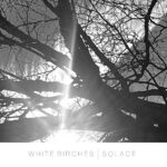 White Birches – Solace